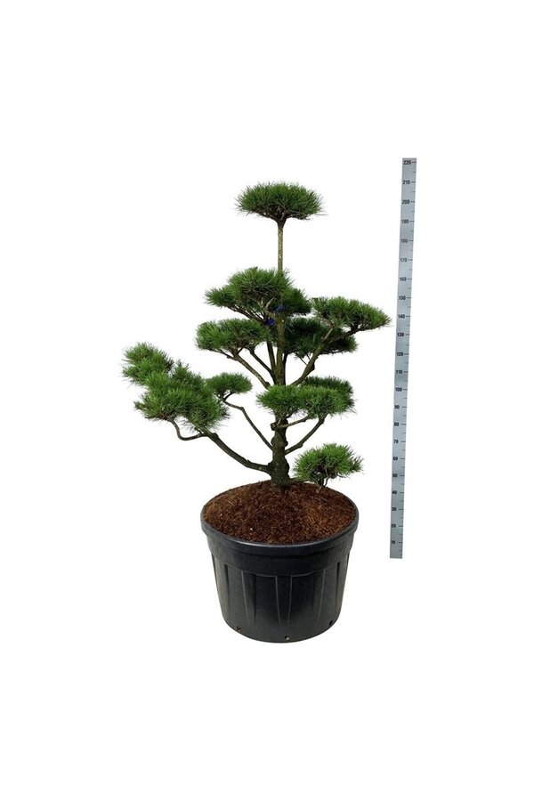 Sosna Pinus contorta