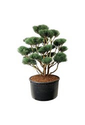 Sosna Pinus Watereri