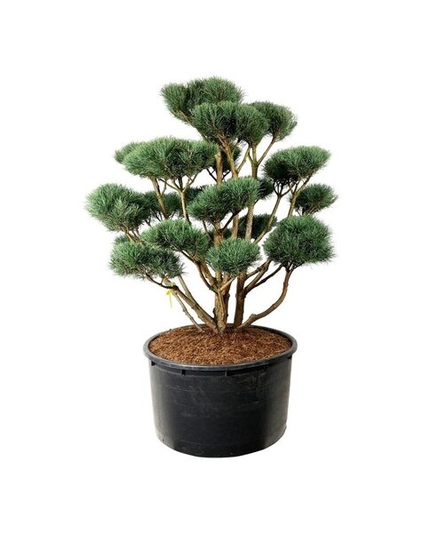 Pinus