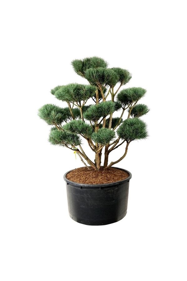 Sosna Pinus Watereri