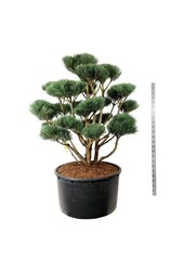 Sosna Pinus Watereri