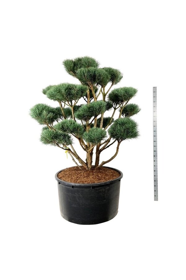 Sosna Pinus Watereri