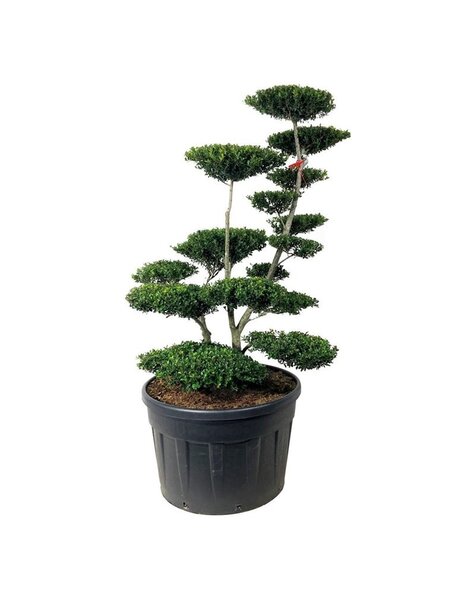 Ilex Crenata