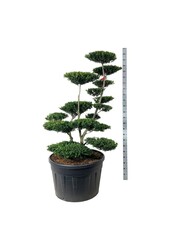 Ilex crenata Zielony Żywopłot