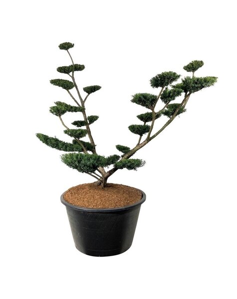 Taxus