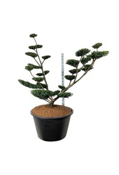 Cis Taxus media Farmen