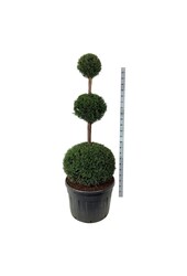 Cis pospolity Taxus baccata