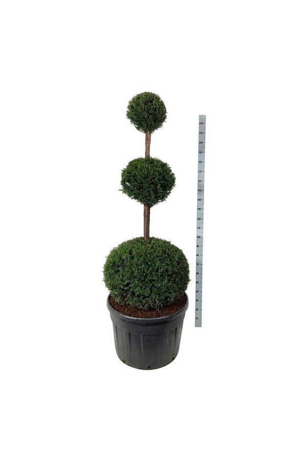 Cis pospolity Taxus baccata
