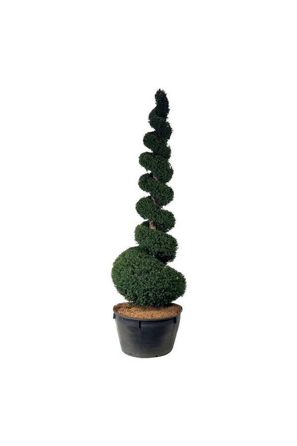 Cis pospolity Taxus baccata