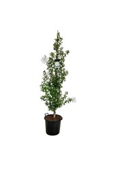 Pięknotka Hibiscus Flower Tower White