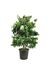Kalina Viburnum Kilimandjaro (pbr)