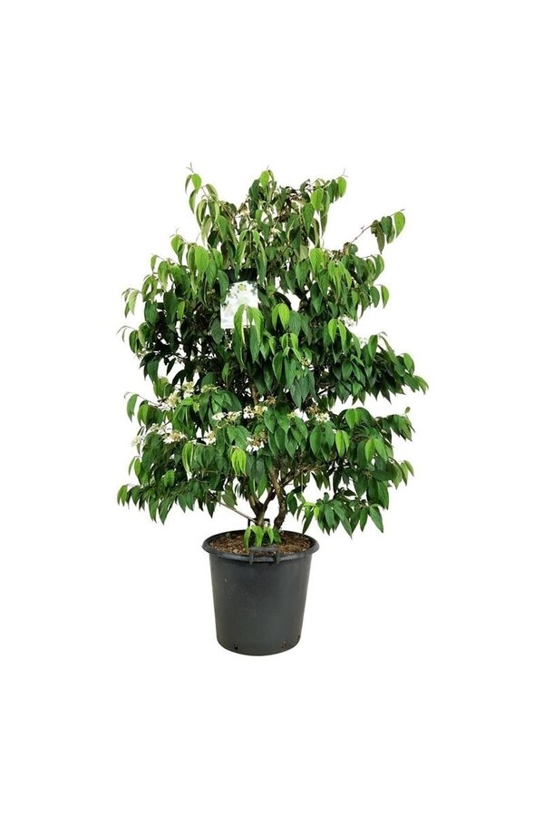 Kalina Viburnum Kilimandjaro (pbr)