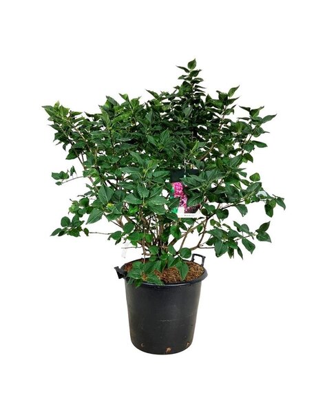 Syringa