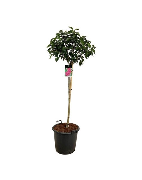 Syringa