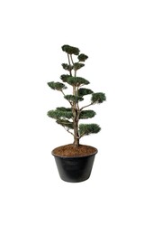 Sosna zwyczajna Pinus sylvestris