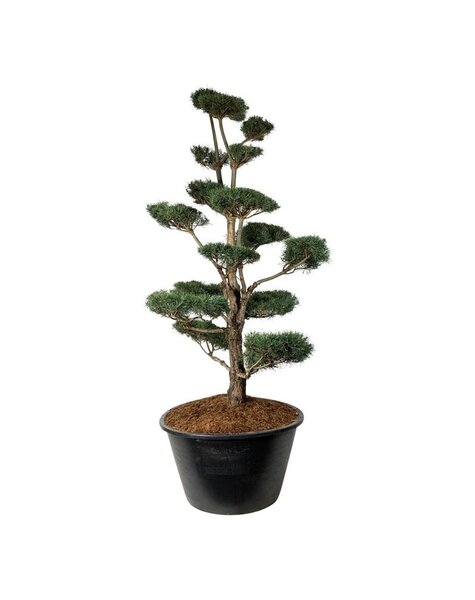 Pinus