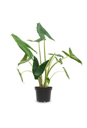 Pakiet roślin Łyżeczkowiec - Zebrina - Monstera - Calathea