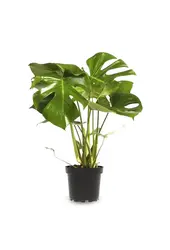 Pakiet roślin Łyżeczkowiec - Zebrina - Monstera - Calathea