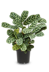 Pakiet roślin Łyżeczkowiec - Zebrina - Monstera - Calathea