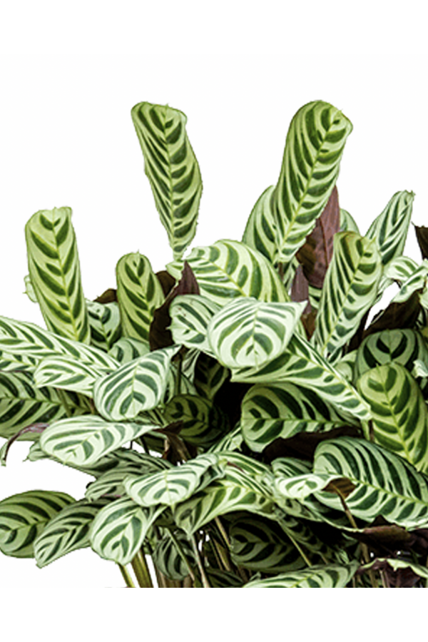 Pakiet roślin Łyżeczkowiec - Zebrina - Monstera - Calathea