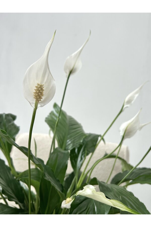 Pakiet roślin Łyżeczkowiec - Zebrina - Monstera - Calathea