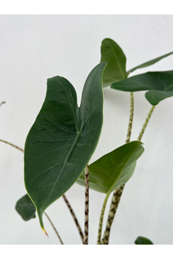 Pakiet roślin Łyżeczkowiec - Zebrina - Monstera - Calathea
