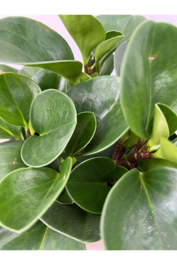 Pakiet roślin Roślina ojciec - Zielistka - Peperomia - Pilea