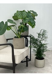 Pakiet roślin Monstera - Calathea - Chamaedorea