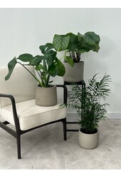Pakiet roślin Monstera - Calathea - Chamaedorea