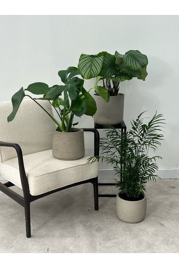 Pakiet roślin Monstera - Calathea - Chamaedorea