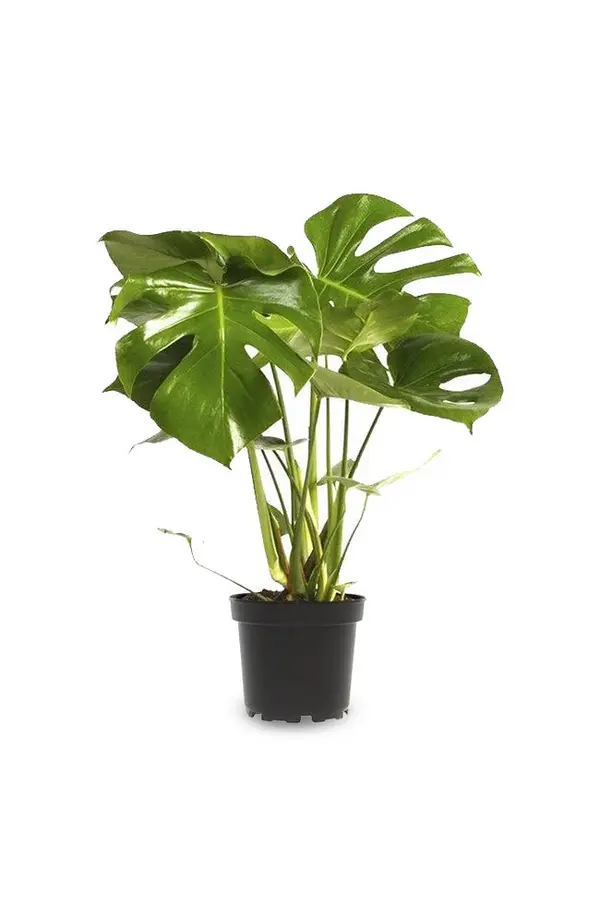 Pakiet roślin Monstera - Calathea - Chamaedorea