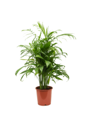 Pakiet roślin Monstera - Calathea - Chamaedorea