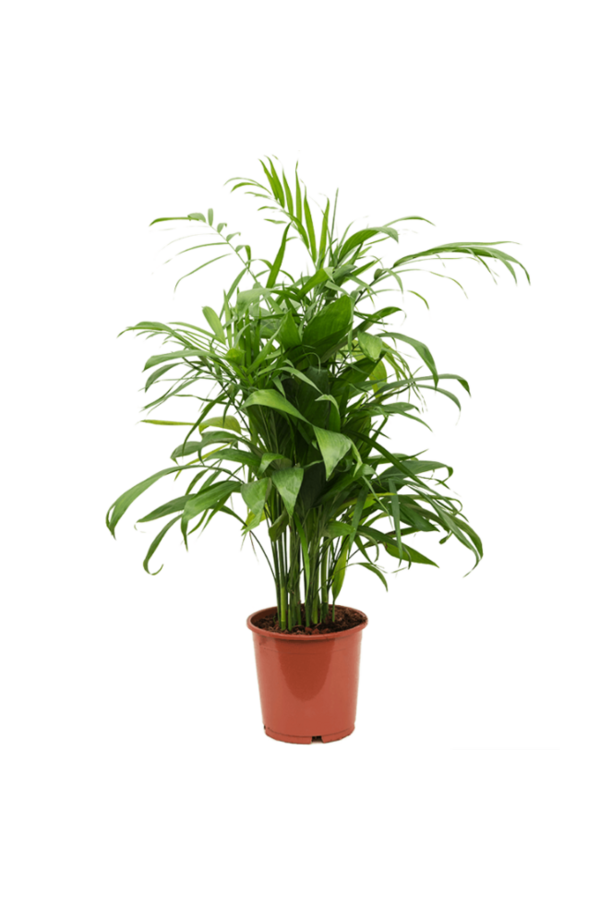 Pakiet roślin Monstera - Calathea - Chamaedorea