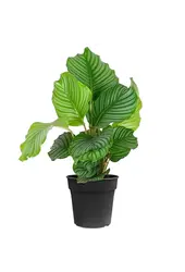 Pakiet roślin Monstera - Calathea - Chamaedorea