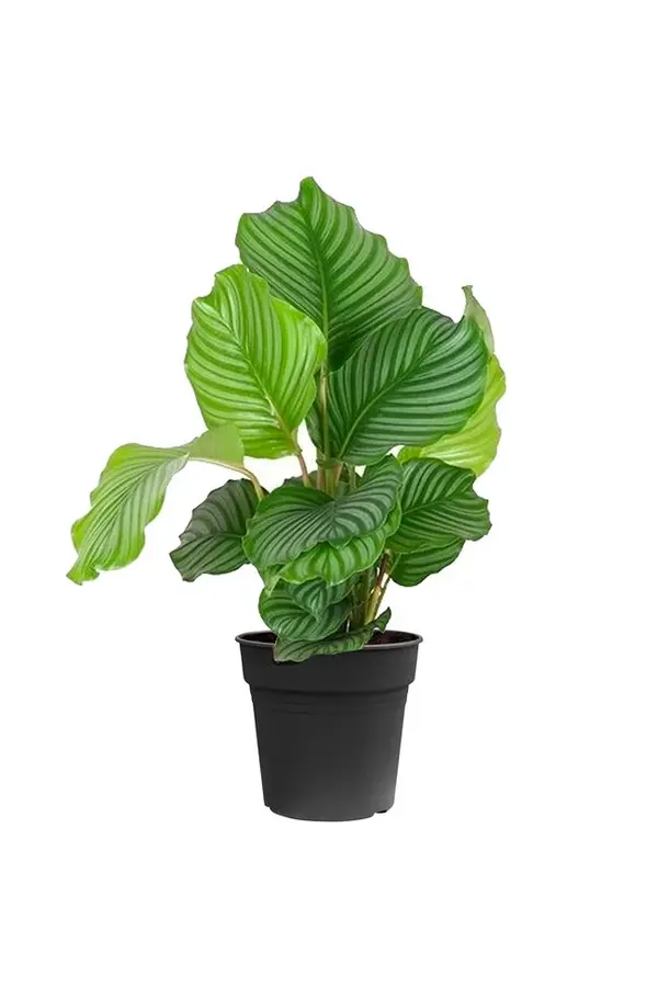 Pakiet roślin Monstera - Calathea - Chamaedorea