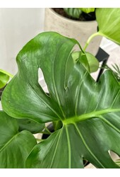 Pakiet roślin Monstera - Calathea - Chamaedorea