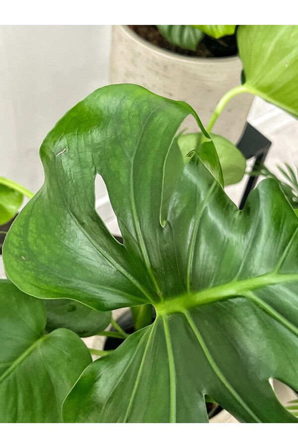Pakiet roślin Monstera - Calathea - Chamaedorea