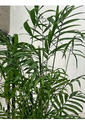 Pakiet roślin Monstera - Calathea - Chamaedorea