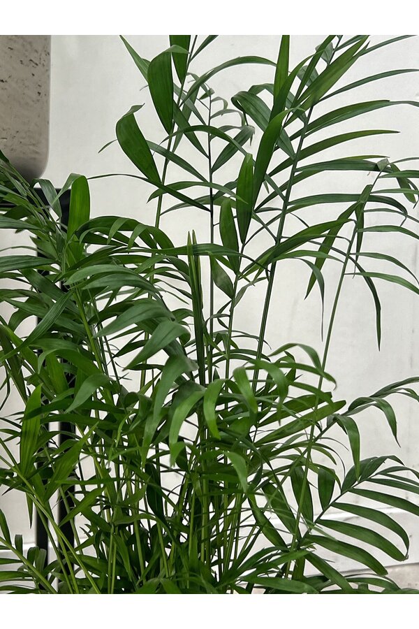 Pakiet roślin Monstera - Calathea - Chamaedorea