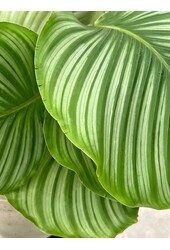 Pakiet roślin Monstera - Calathea - Chamaedorea