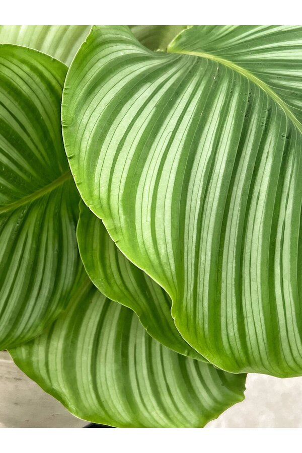 Pakiet roślin Monstera - Calathea - Chamaedorea