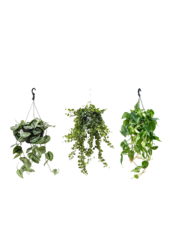 Pakiet roślin Scindapsus Spikkel - Philodendron = Hedera