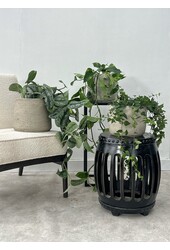 Pakiet roślin Scindapsus Spikkel - Philodendron = Hedera