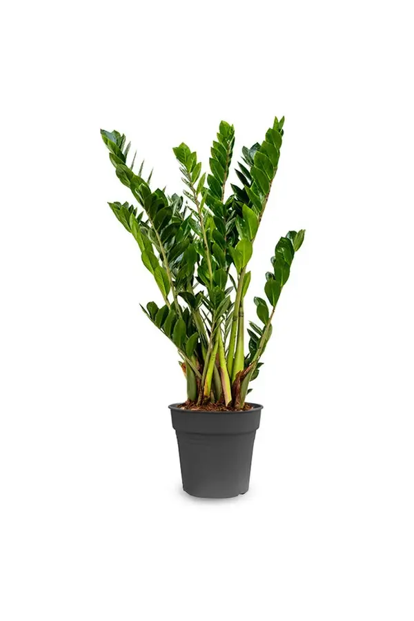 Pakiet roślin Zamioculcas - Sansevieria - Euphorbia