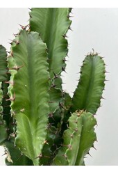 Pakiet roślin Zamioculcas - Sansevieria - Euphorbia