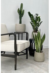 Pakiet roślin Zamioculcas - Sansevieria - Euphorbia