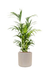 Palma Kencja w cylindrze beżowym 160/34