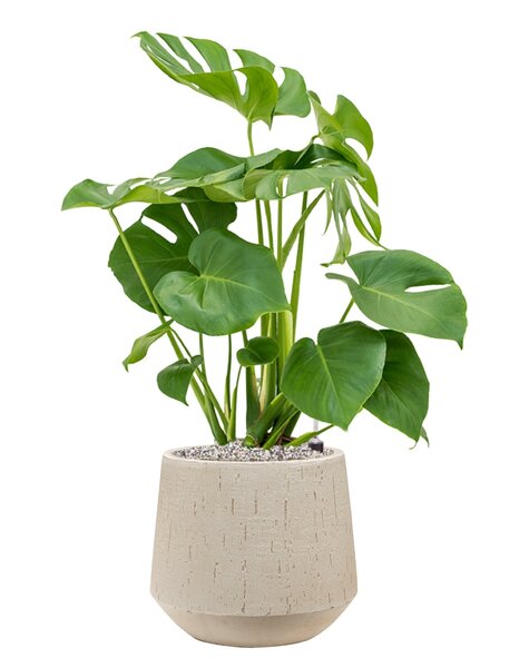 Baq Kropla deszczu | Monstera