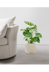 Monstera w Darcy Beige