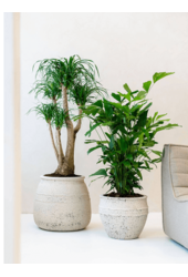 Mediterranean Athena M, kolor Chalk White